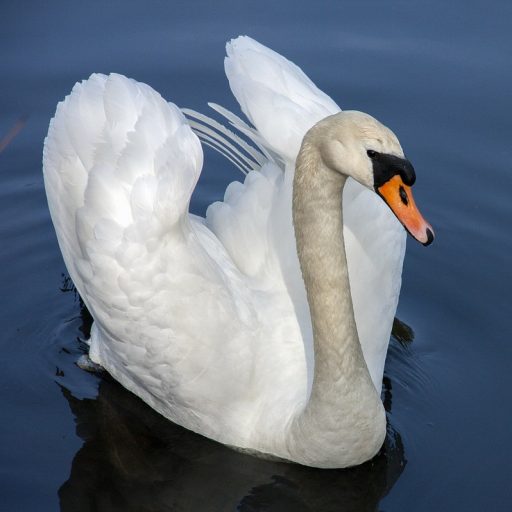 Swan Python illuminat-ED Coschool - Supporting Homeschool Families